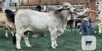 1 Reg. Brahman Bull... Northeast TX