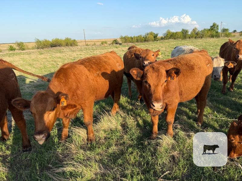 Cattle Range Listing Photo