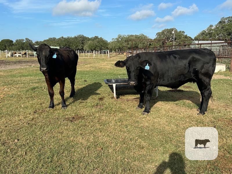 Cattle Range Listing Photo
