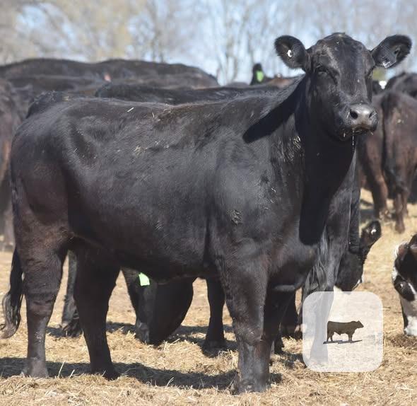 Cattle Range Listing Photo