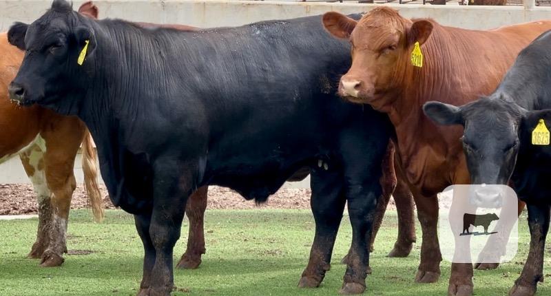 Cattle Range Listing Photo