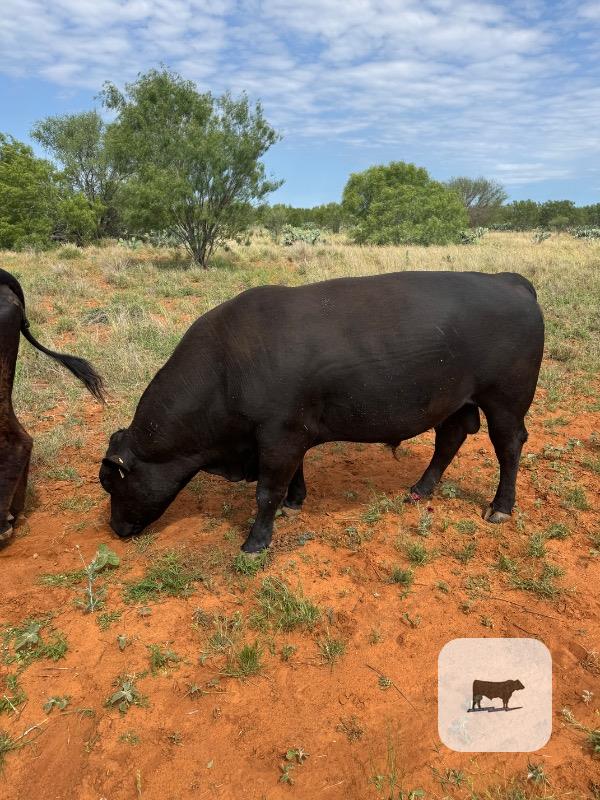 Cattle Range Listing Photo