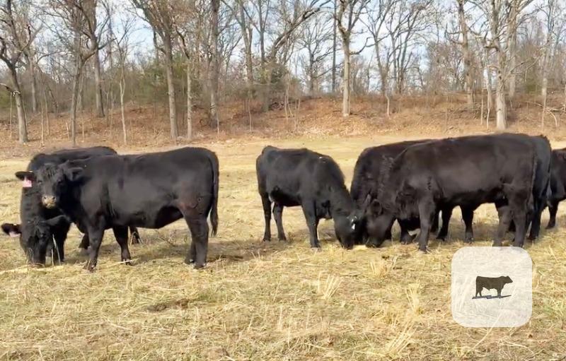 Cattle Range Listing Photo