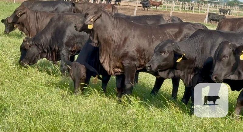 Cattle Range Listing Photo