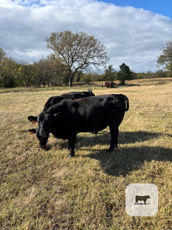 Cattle Range Listing Photo 3