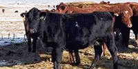 200	Angus, BWF, Red Angus, RWF & Hereford Cows... Northwest ND