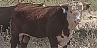 10 Reg. Horned Hereford Bulls... Central TX