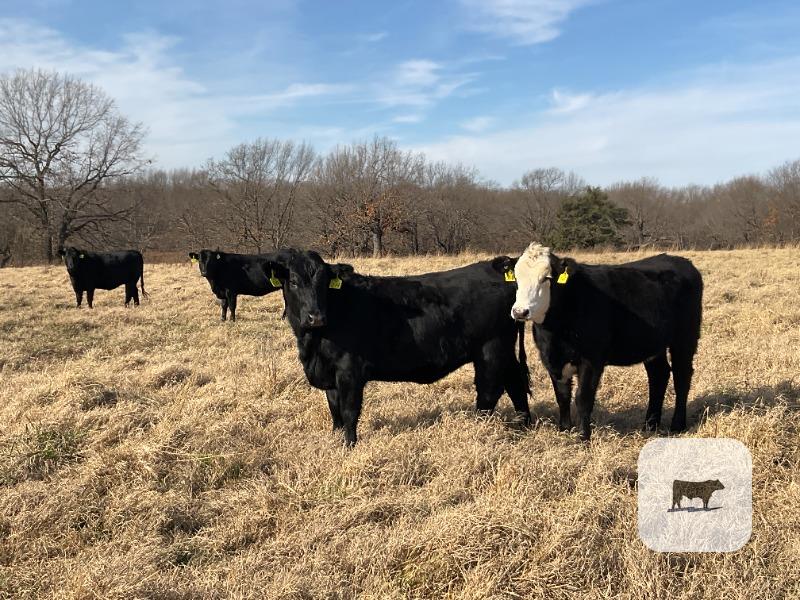 Cattle Range Listing Photo