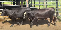 13 Brangus & Brangus Baldy Bred Heifers... Central AL