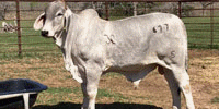 3 Reg. Brahman Bulls... S. Central TX