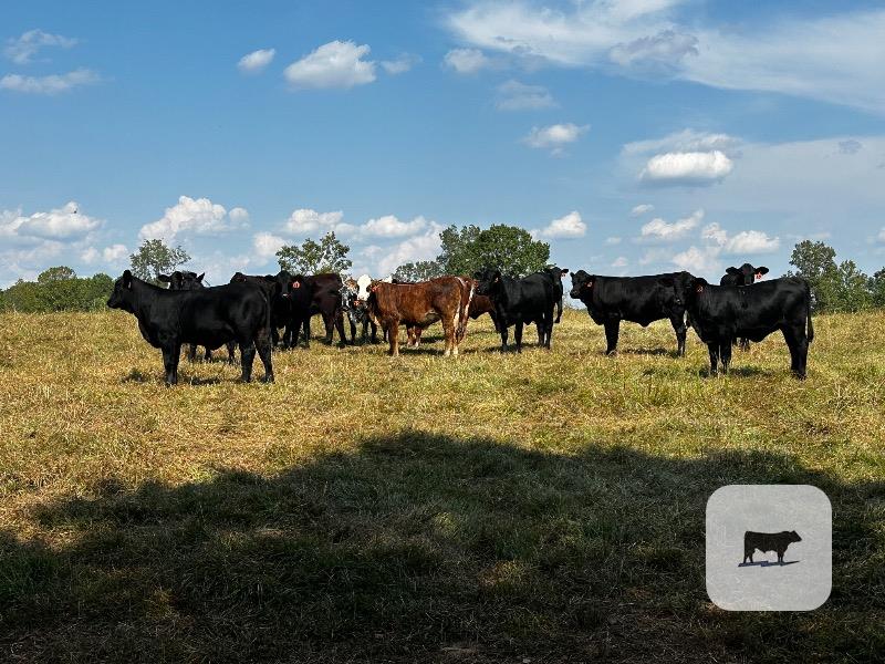 Cattle Range Listing Photo