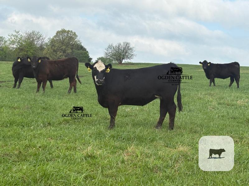 Cattle Range Listing Photo