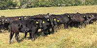 80 Angus & BWF Rep. Heifers... Southwest MO