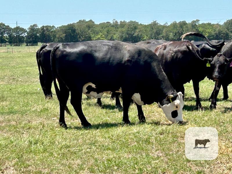 Cattle Range Listing Photo