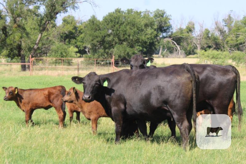 Cattle Range Listing Photo