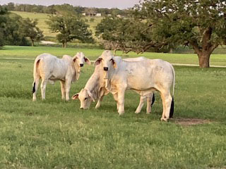 Cattle Range Listing Photo