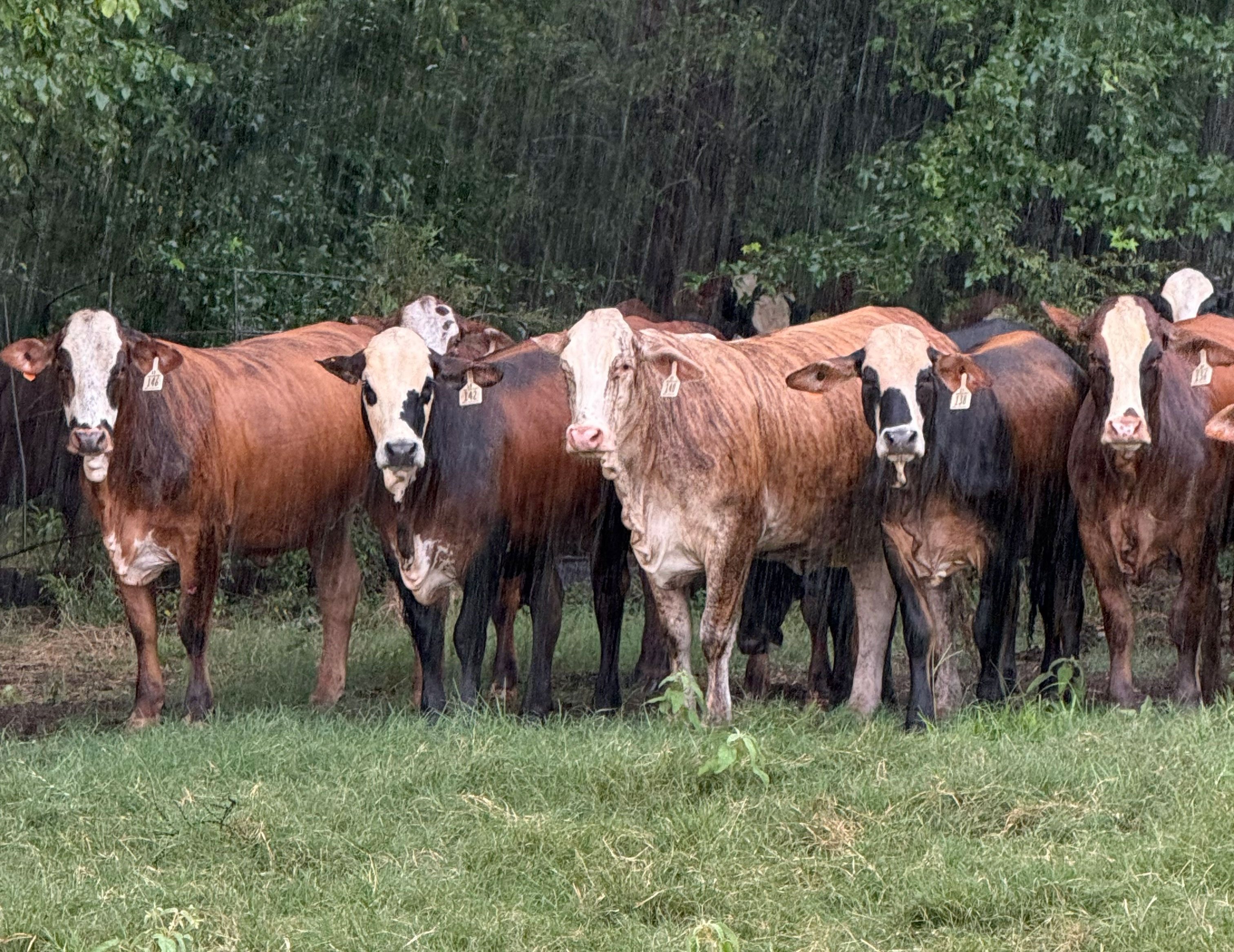 Cattle Range Listing Photo