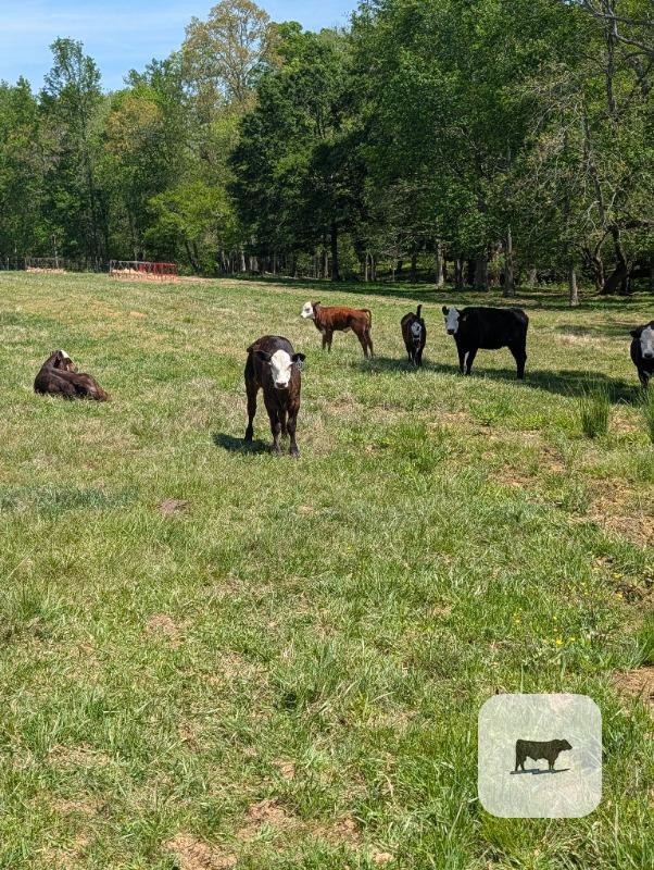 Cattle Range Listing Photo
