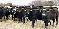 55 Angus & BWF Bred Heifers... Southwest MO