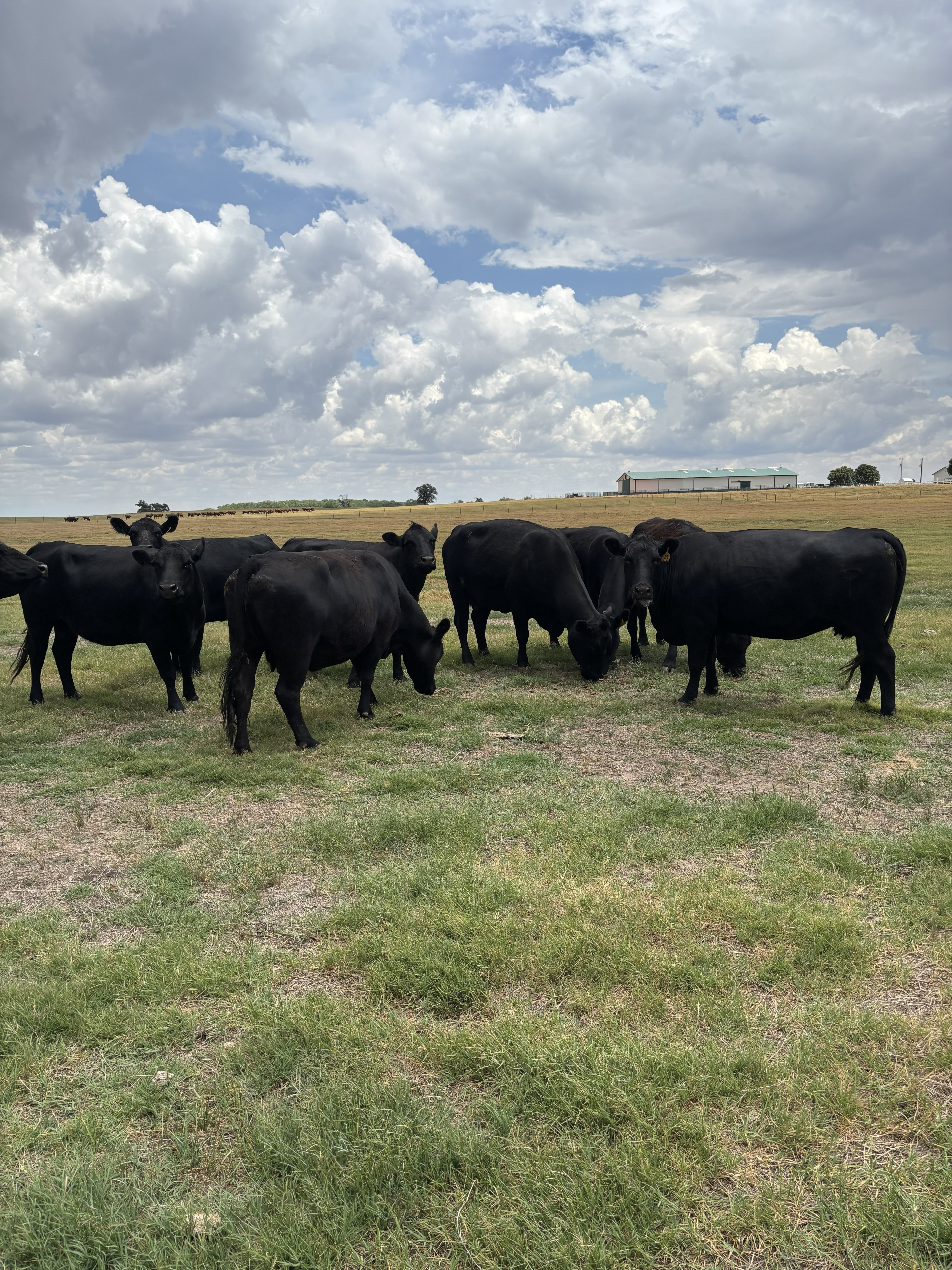 Cattle Range Listing Photo