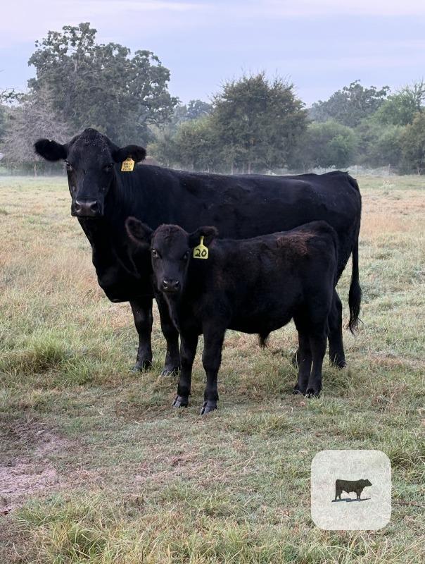 Cattle Range Listing Photo