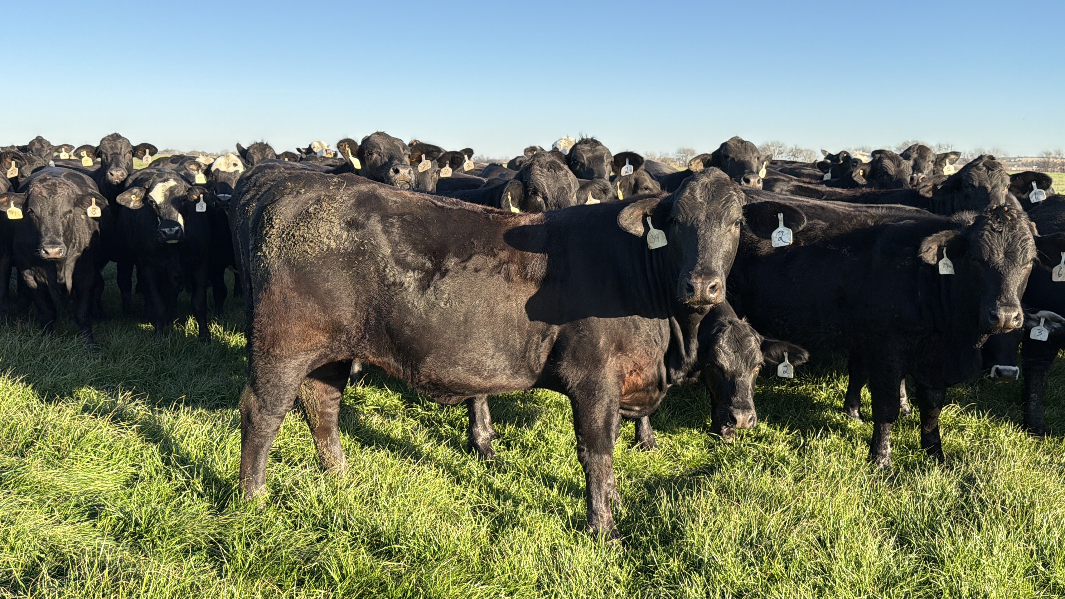 Cattle Range Listing Photo