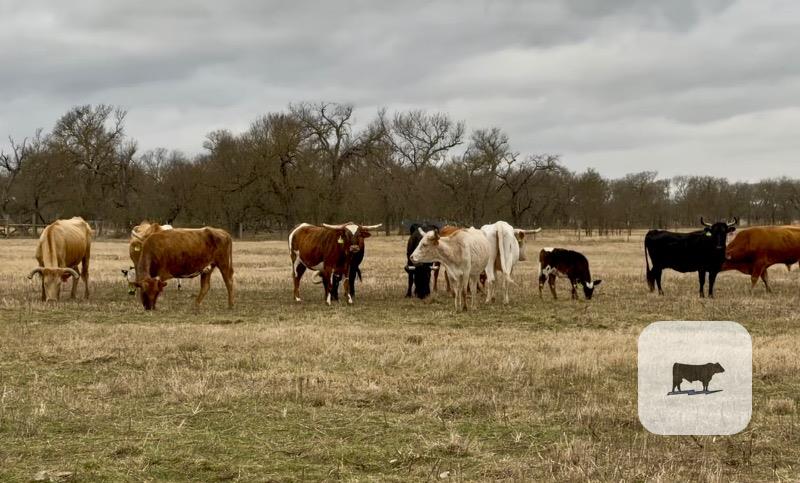 Cattle Range Listing Photo