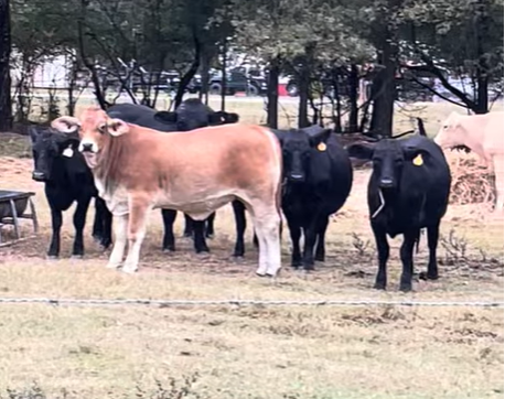 Cattle Range Listing Photo