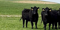 150	Angus Cows... Northwest OK