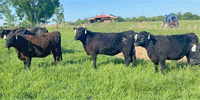 9 Angus Rep. Heifers... Northeast AR