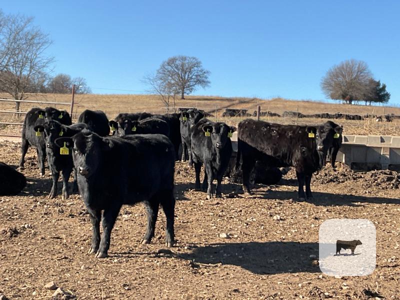 Cattle Range Listing Photo