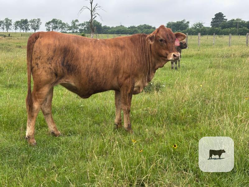 Cattle Range Listing Photo