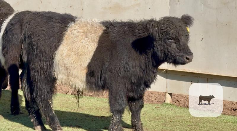 Cattle Range Listing Photo