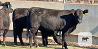 6 Angus & Angus Cross Bred Heifers... Central TX