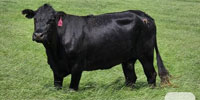 18 Crossbred Cows... Central TX