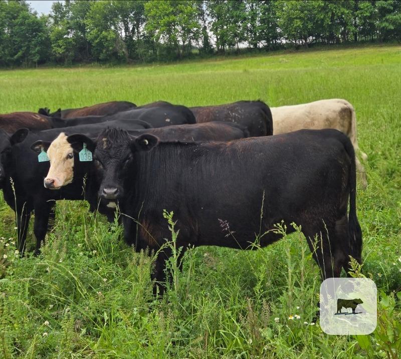Cattle Range Listing Photo