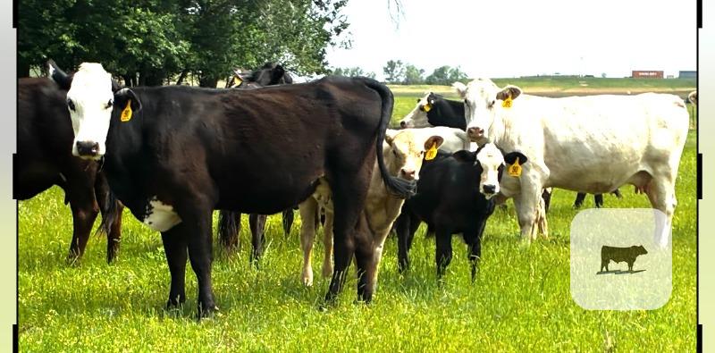 Cattle Range Listing Photo