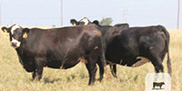 65 Angus & BWF Cows... TX Panhandle