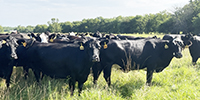 41 Angus & BWF Cows... Southwest MO