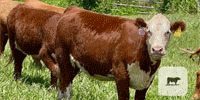 20 Hereford Rep. Heifers... Central TX