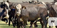 50 Brangus 'BWF' Rep. Heifers... Central TX