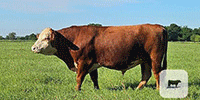 1 Reg. Polled Hereford Bull... Northeast TX