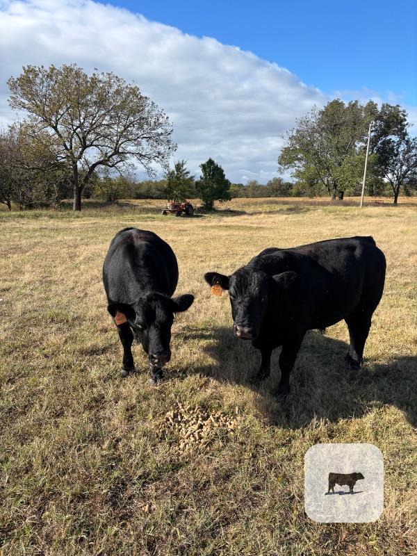 Cattle Range Listing Photo