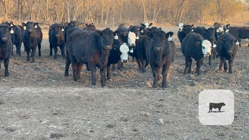 Cattle Range Listing Photo