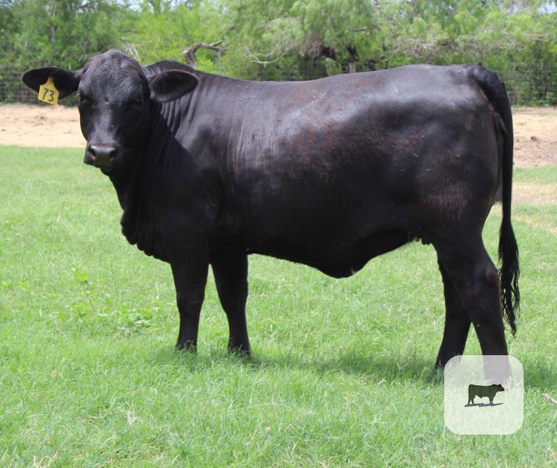 Cattle Range Listing Photo