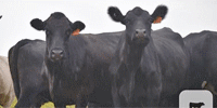 90 Angus & 'BWF' Cows... E. Central OK