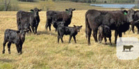 35 Angus 1st-Calf Pairs... Northeast TX