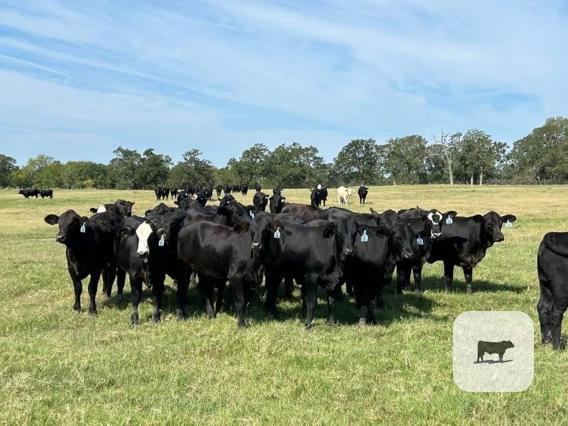 Cattle Range Listing Photo 4