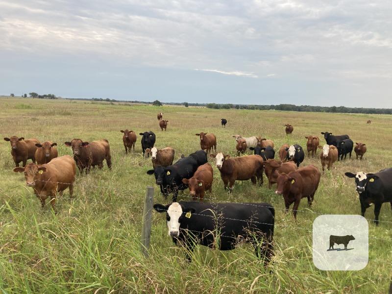 Cattle Range Listing Photo