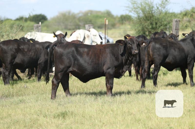 Cattle Range Listing Photo 4